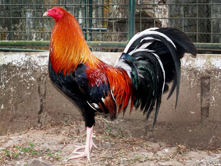 Giống Gà Chọi Tốt Nhất