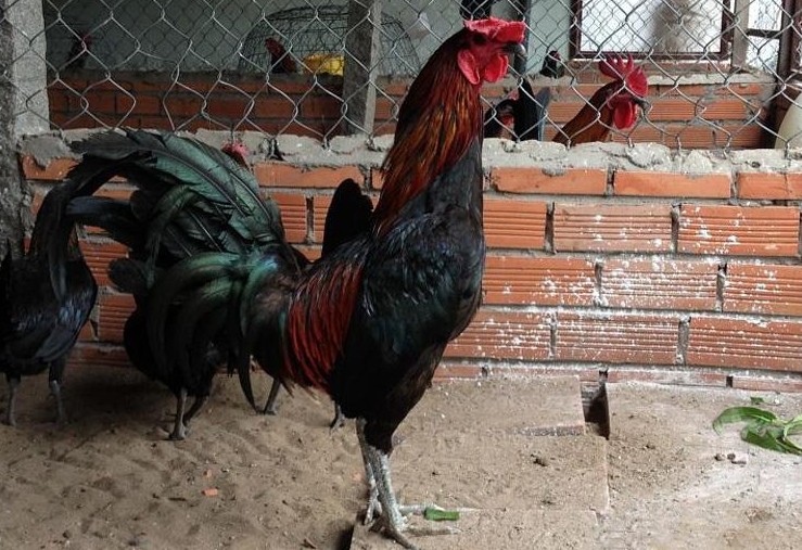 Giống Gà Chọi Tốt Nhất