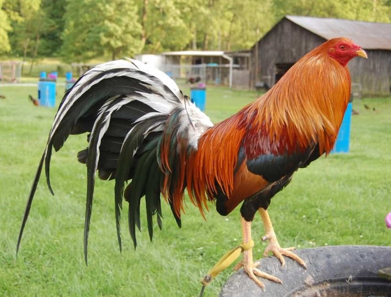 Giống Gà Chọi Tốt Nhất