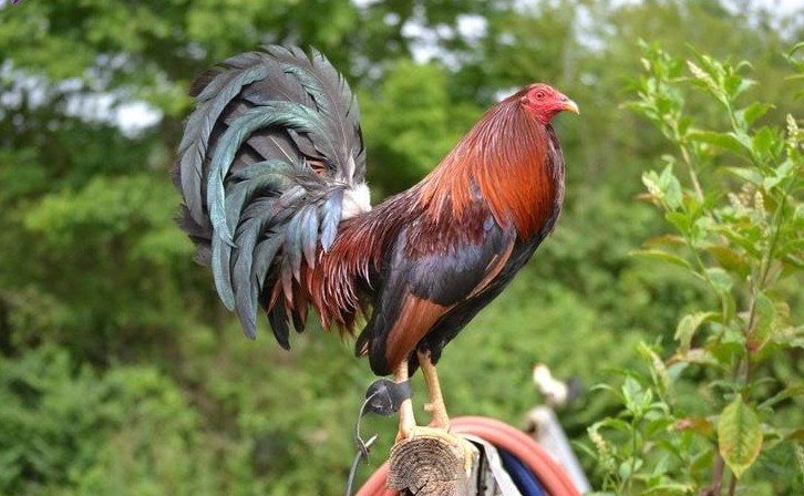 Giống Gà Chọi Tốt Nhất