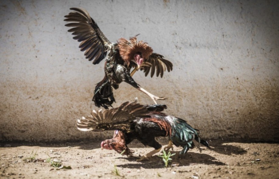 chiến đấu mạnh nhất trong trò đá gà Thomo