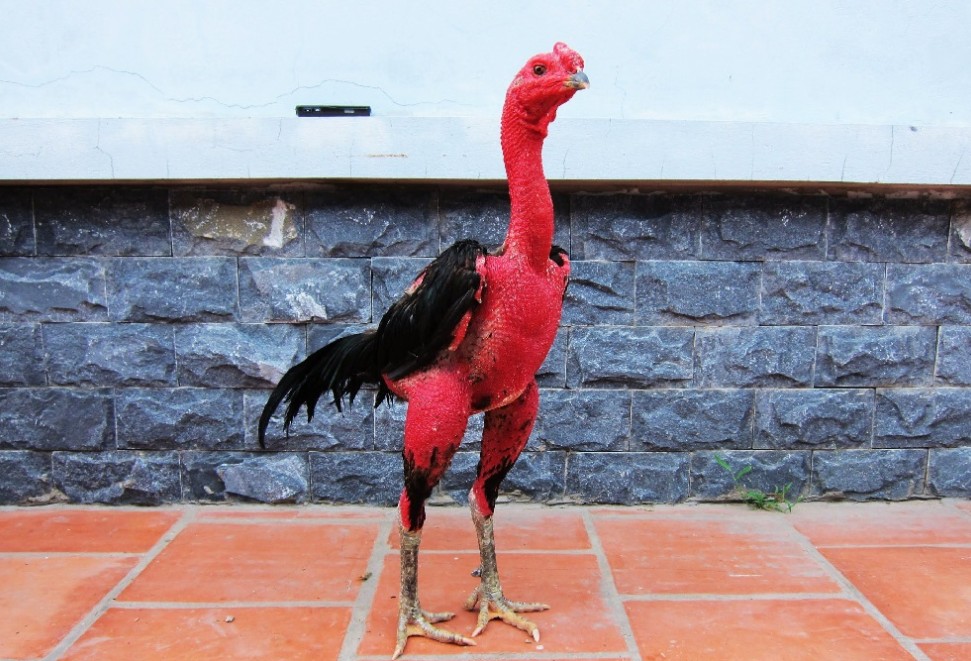 Giống Gà Chọi Tốt Nhất