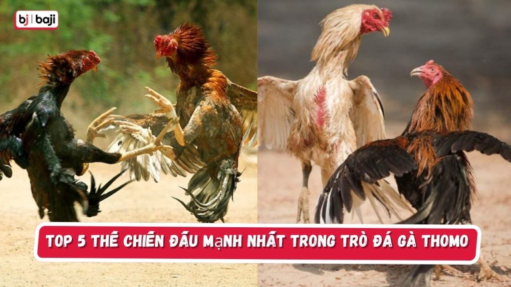 Top 5 thế chiến đấu mạnh nhất trong trò đá gà Thomo
